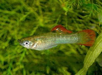 Poecilia gilli, Gills Molly