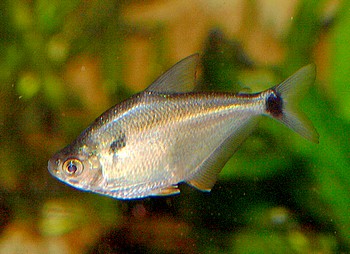 Ctenobrycon spilurus, Hochr�ckensalmler