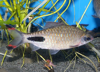 Puntius mahecola, Mahecola-Barbe Puntius mahecola, Mahecola-Barbe