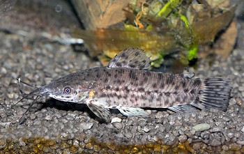 Hoplosternum thoracatum