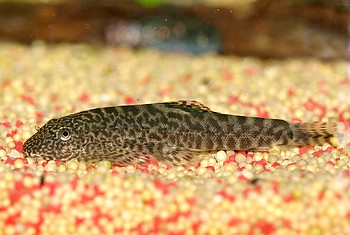 Pseudogastromyzon cheni