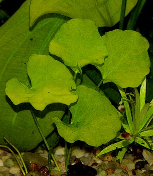 Nymphoides spec. �Taiwan�