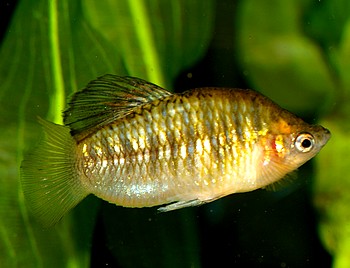 Limia nigrofasciatum, Schwarzbandk�rpfling