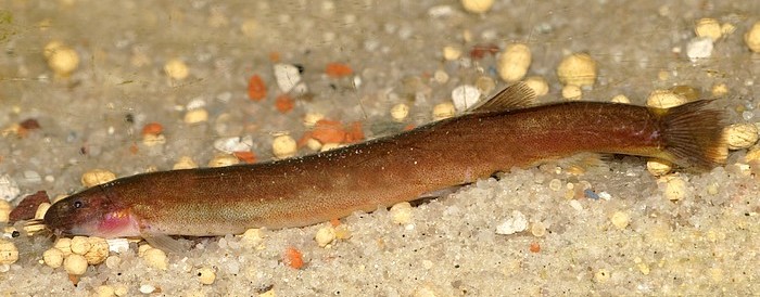 Pangio pangio, Zimtfarbenes Dornauge