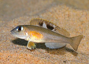 Neolamprologus kungweensis
