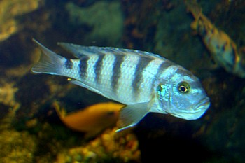 Pseudotropheus elongatus