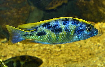 Nimbochromis venustus, Pfauenmaulbr�ter