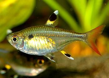Pristella maxillaris, Sternflecksalmler