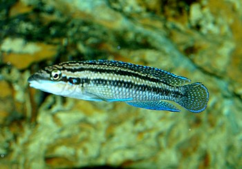 Julidochromis dickfeldi, Dickfelds-Schlankcichlide