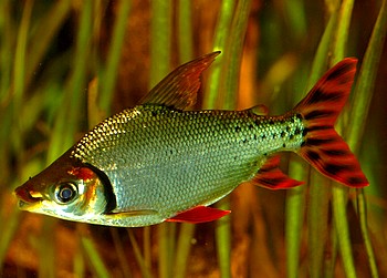 Semaprochilodus taeniurus, Nachtsalmler