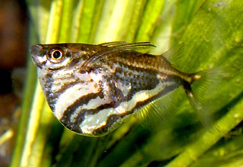 Carnegiella strigata