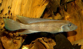 Lamprologus werneri, Werners Grundcichlide