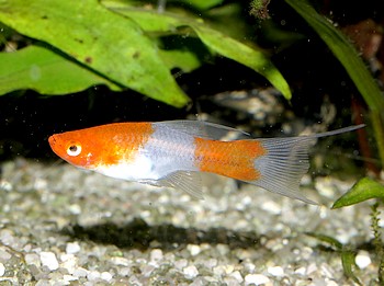 Xiphophorus helleri