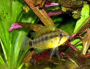 Apistogramma gephyra, Rotsaum-Zwergbuntbarsch Apistogramma gephyra, Rotsaum-Zwergbuntbarsch