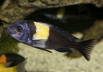 Tropheus moori, Brabantbuntbarsch