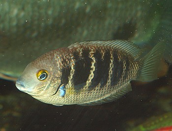 Etroplus canarensis, Indischer Streifenbuntbarsch