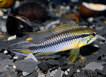 Apistogramma agassizii