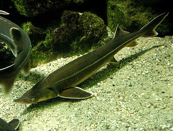 Acipenser ruthenus, Sterlet