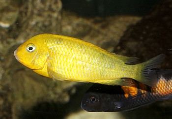 Tropheus moori, Brabantbuntbarsch