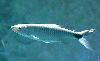 Brycinus grandisquamis