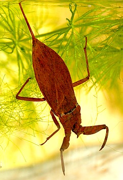 Nepa rubra, Wasserskorpion