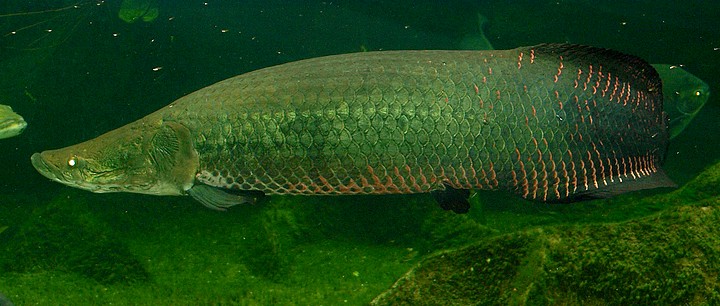 Arapaima gigas, Arapaima