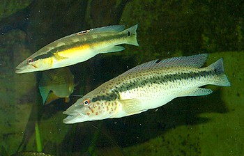Crenicichla semicincta Crenicichla semicincta