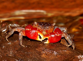 Pseudosesarma moeschi, Rote Mangrovenkrabbe
