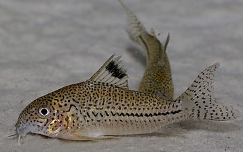 Corydoras punctatus
