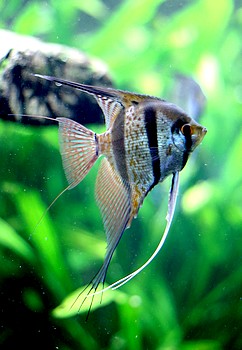 Pterophyllum scalare, Segelflosser, Skalar