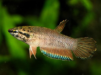 Betta picta, Javakampffisch
