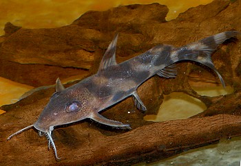Synodontis decorus, Pracht-Fiederbartwels