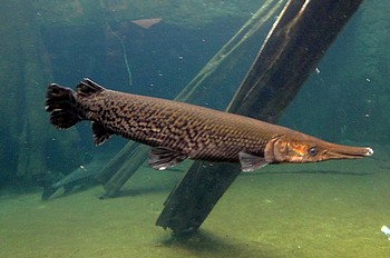 Atractosteus tristoechus, Kubanische Knochenhecht Atractosteus tristoechus, Kubanische Knochenhecht