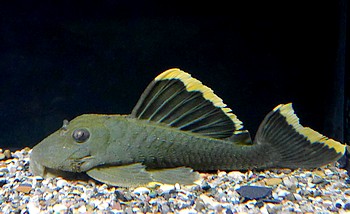 L 47 Baryancistrus chrysolomus