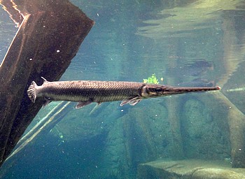 Lepisosteus osseus, Gemeiner Knochenhecht Lepisosteus osseus, Gemeiner Knochenhecht