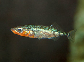 astrerosteus aculeatus; Dreistachliger Stichling