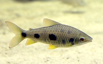 Leporinus elongatus