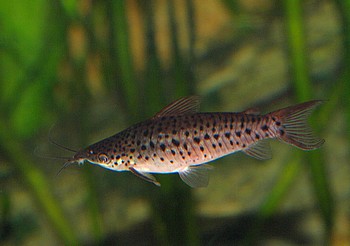 Dianema longibarbis, Langb�rtiger Panzerwels