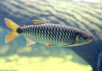 Brycinus macrolepidotus, Gro�schuppiger Brycinus