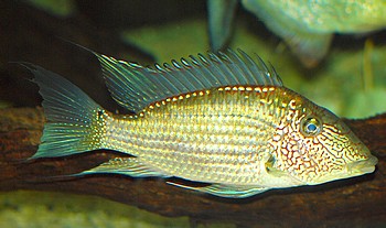 Satanoperca leucosticta, Wei�fleck-Erdfresser