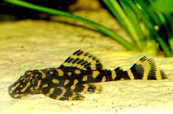Pseudancistrus spec