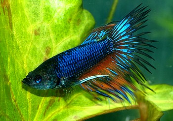 Betta splendens, Siamesischer Kampffisch