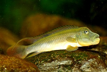 Steatocranus tinanti