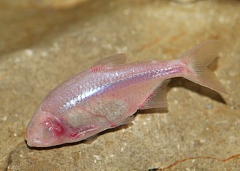 Astyanax fasciatus mexicanus,  Blinder H�hlensalmler