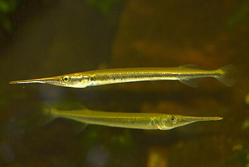 Xenentodon cancila. S��wasser-Hornhecht