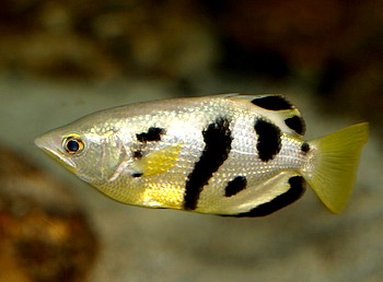 Toxotes jaculatrix, Schützenfisch Toxotes jaculatrix, Schützenfisch