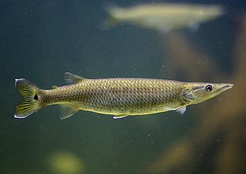 Ctenolucius hujeta, Hujeta-Hechtsalmler