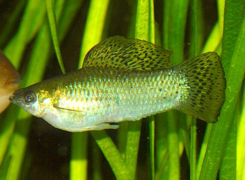 Poecilia latipinna, Breitflossenk�rpfling