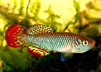 Nothobranchius hassoni