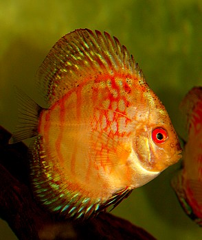 Symphysodon aequifasciatus, Diskus